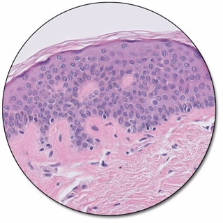 Dako H&E Reagent Package, Large