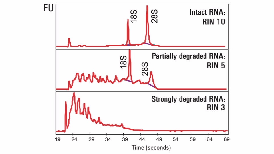 RNA integrity number RNA integrity number JapaneseClass.jp