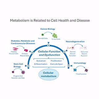 Seahorse XF Flex Analyzer