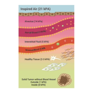 MitoXpress Intra Intracellular Oxygen Assay