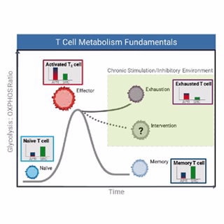 Seahorse XF T Cell Metabolic Profiling Kit