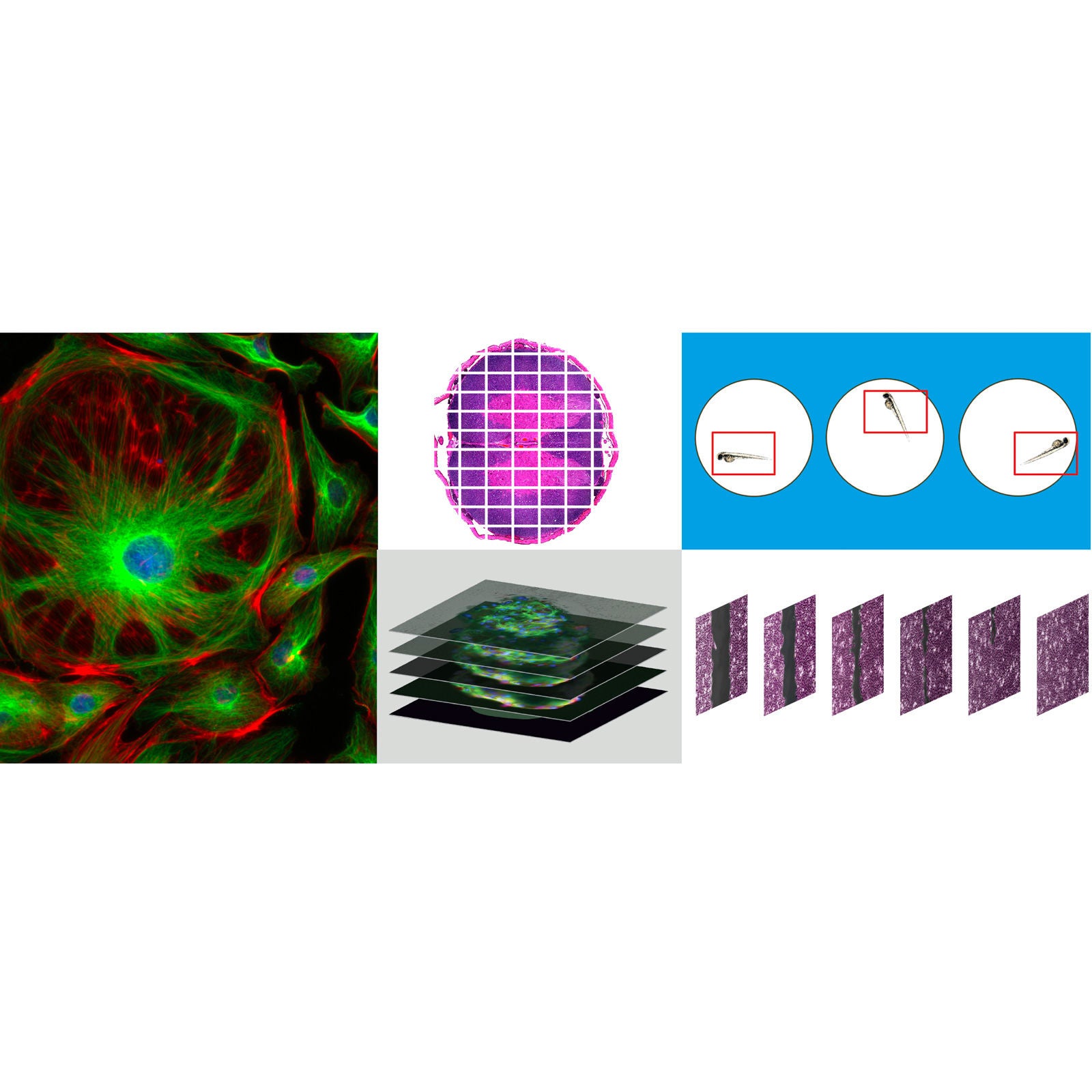 Automated Image Capture